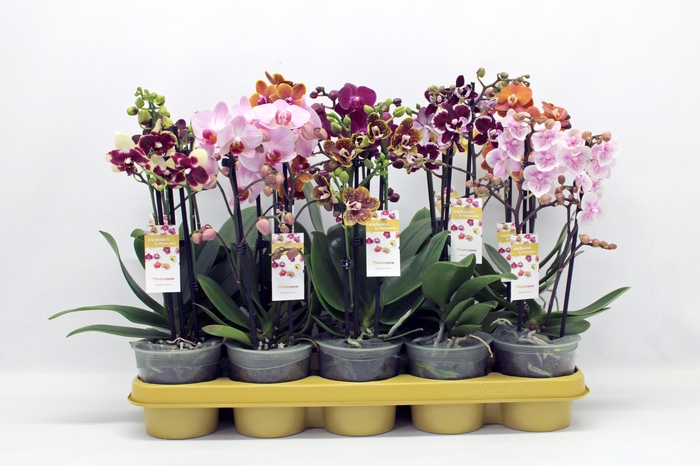 <h4>Gemengd Multiflora mix 2-tak 22+</h4>