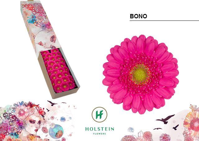 <h4>Germini Bono Doos</h4>