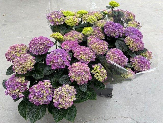 <h4>HYDR M ANDA</h4>