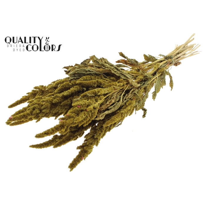 <h4>Amaranthus per bunch Yellow</h4>