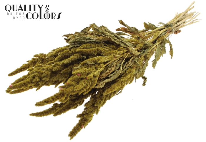 Amaranthus per bunch Yellow