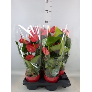 Anthurium andr. 'Minnesota'
