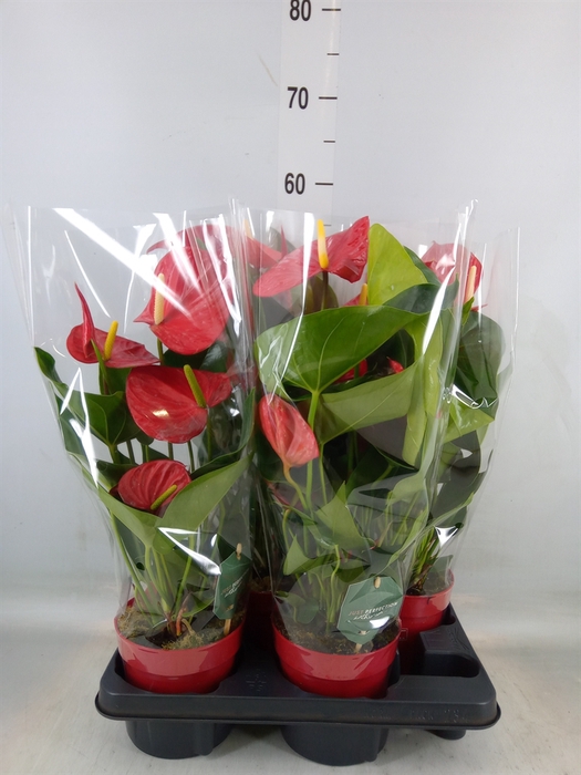 <h4>Anthurium andr. 'Minnesota'</h4>