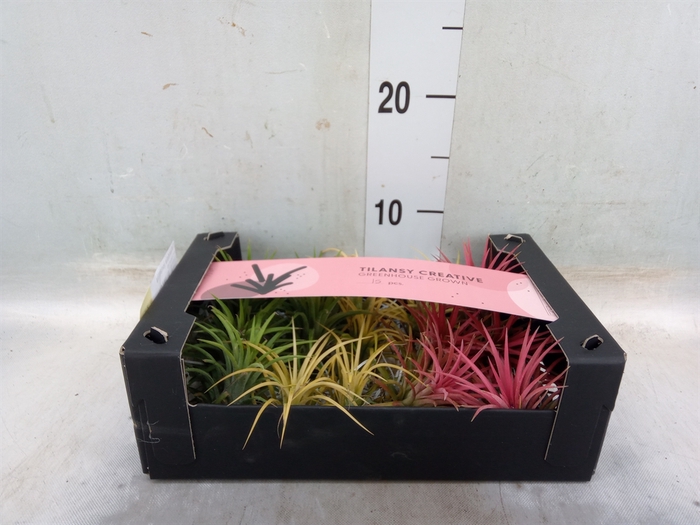 <h4>Tillandsia ionantha</h4>