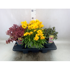 Rotsplanten   ...mix   [Rock plant]