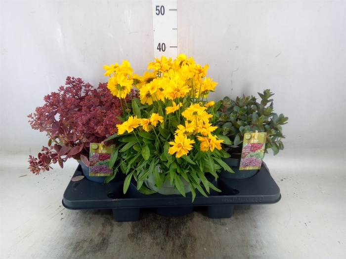 <h4>Rotsplanten   ...mix   [Rock plant]</h4>