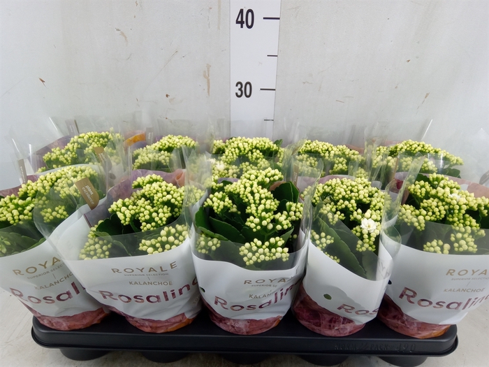 <h4>Kalanchoe blos. 'RosDon Dione'</h4>