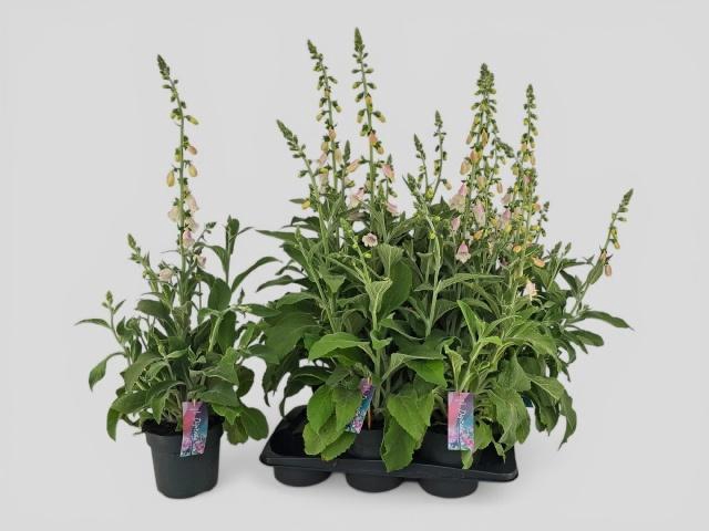 <h4>DIGI PU LUCAS</h4>