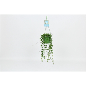 HangonGreen Hoya Puber 14 cm