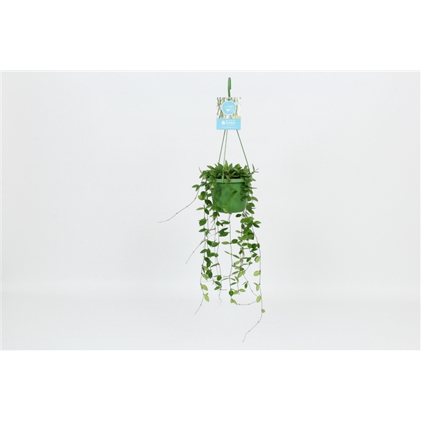 <h4>HangonGreen Hoya Puber 14 cm</h4>