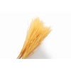 Miscanthus Yellow