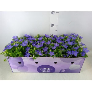 Campanula isoph. 'Napoli'