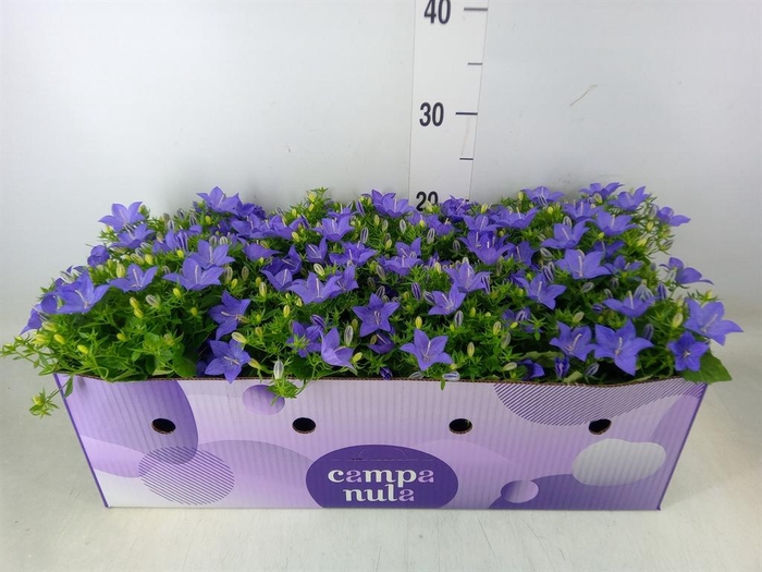 <h4>Campanula isoph. 'Napoli'</h4>