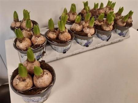 <h4>Hyacin White Pearl 3pp</h4>