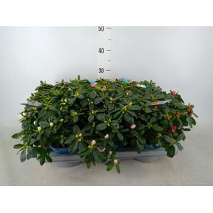 Rhododendron sim. 'Hellmut V' .mix6