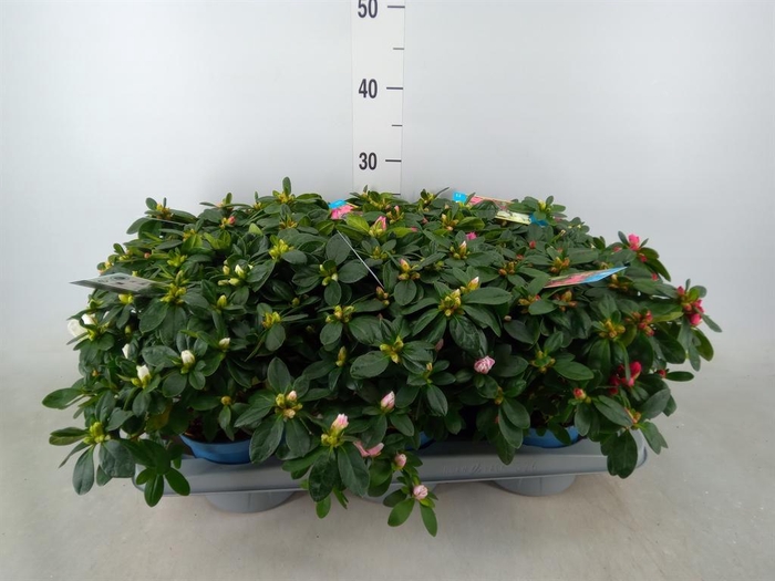 <h4>Rhododendron sim. 'Hellmut V' .mix6</h4>