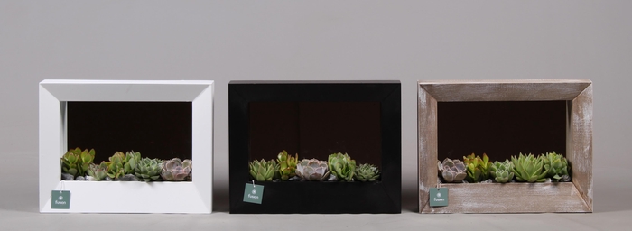 <h4>Houten schilderij met spiegel hout met Succulenten</h4>