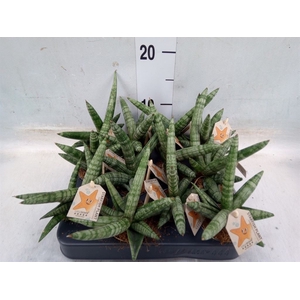 Sansevieria cyl. 'Boncel'