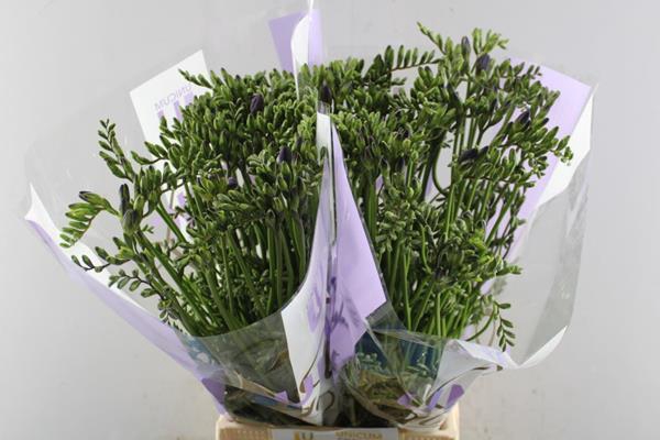 <h4>Fr En Delta River</h4>