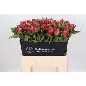 Paeonia Belgravia