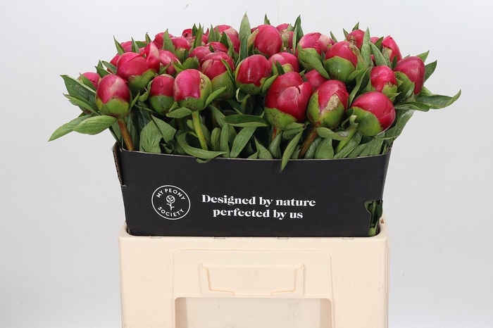 <h4>Paeonia Belgravia</h4>