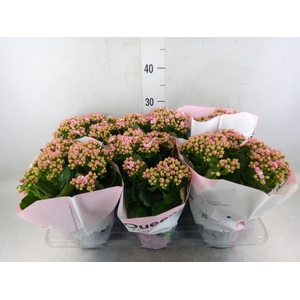 Kalanchoe  'MoreFlow Lillian'