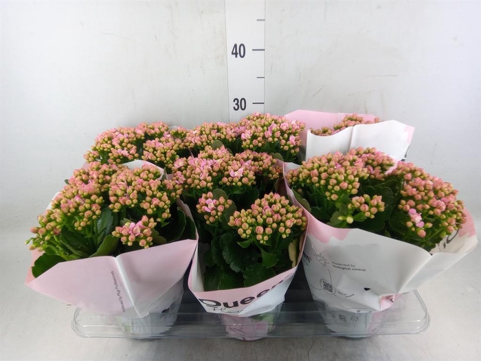 <h4>Kalanchoe  'MoreFlow Lillian'</h4>