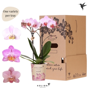 Kolibri Orchids Phalaenopsis Mineral pink 2 spike