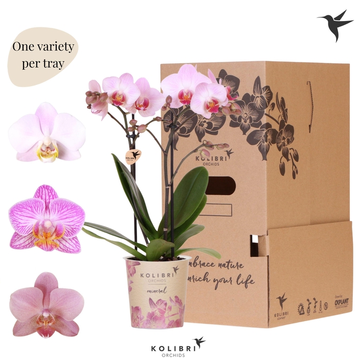 <h4>Kolibri Orchids Phalaenopsis Mineral pink 2 spike</h4>