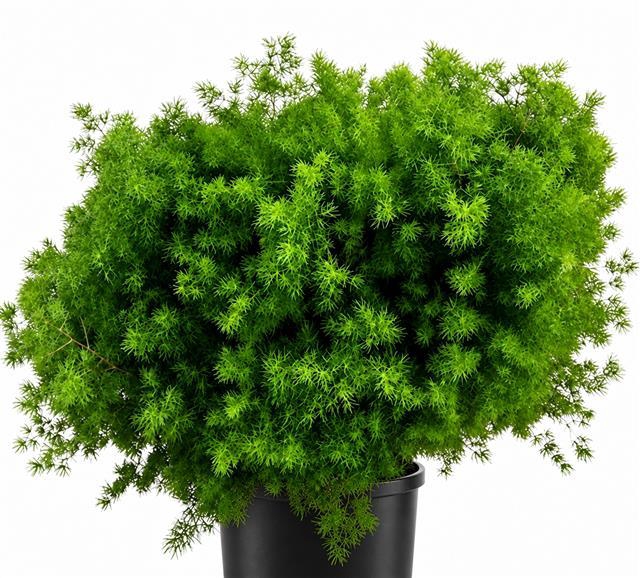 <h4>Asparagus Umbellatus</h4>