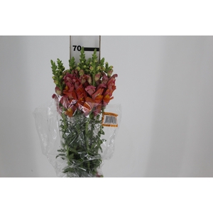 BOCA DE LEAO POTOMAC DARK ORANGE 070 CM