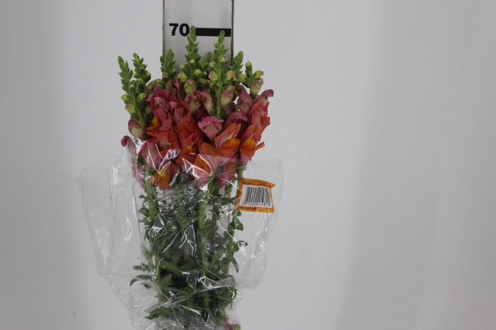 <h4>BOCA DE LEAO POTOMAC DARK ORANGE 070 CM</h4>