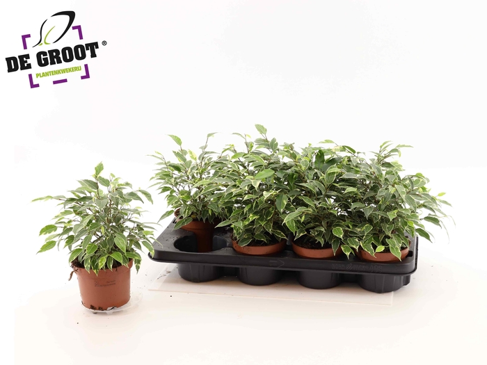 <h4>FIC BE KINKY</h4>