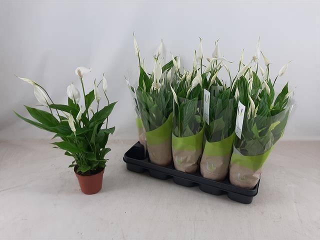 <h4>SPATH TORELLI</h4>