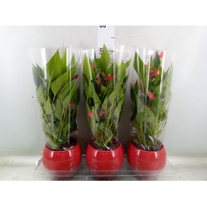 Anthurium andr. 'Mill Flowers Red'
