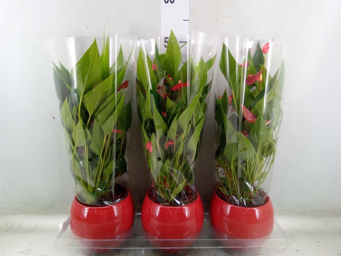<h4>Anthurium andr. 'Mill Flowers Red'</h4>