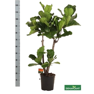 FICUS LYRATA