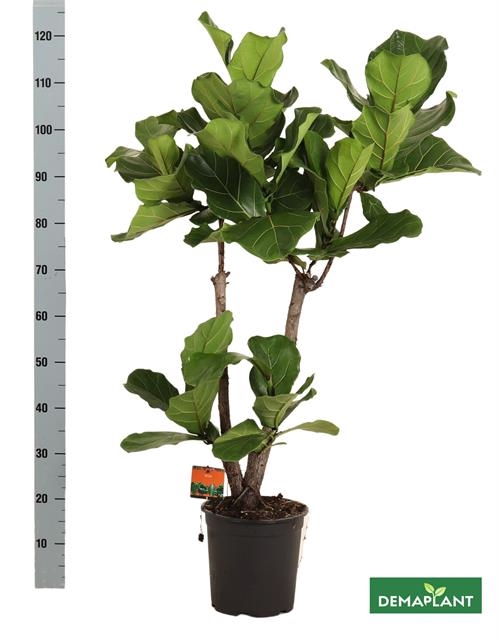 <h4>FICUS LYRATA</h4>