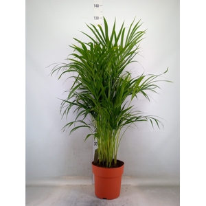 Dypsis lutescens   ...Chrysalidoca