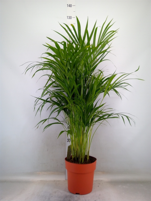 <h4>Dypsis lutescens   ...Chrysalidoca</h4>