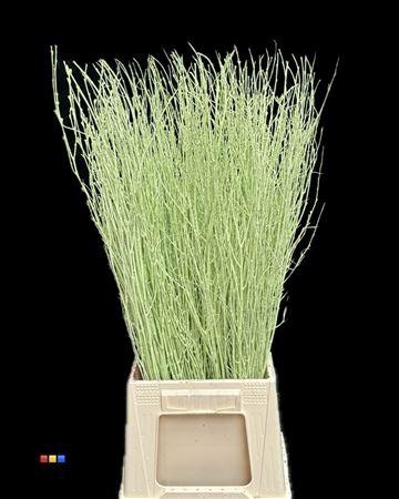 <h4>Betula / Berkentak Mint</h4>