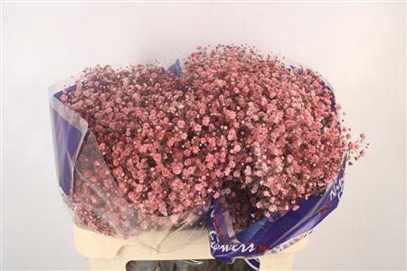 <h4>Gyps Klb Red</h4>