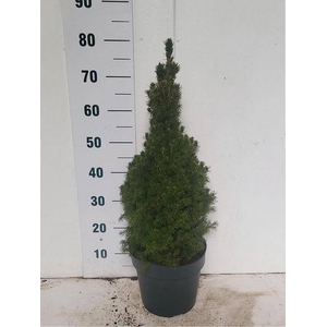 PICEA GL CONICA