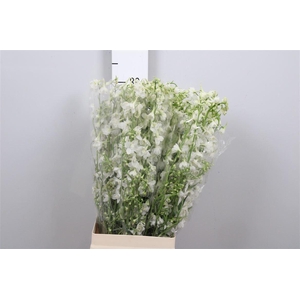 Delph En Be Andes White