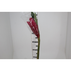 ALPINIA PURPURATA VERMELHA