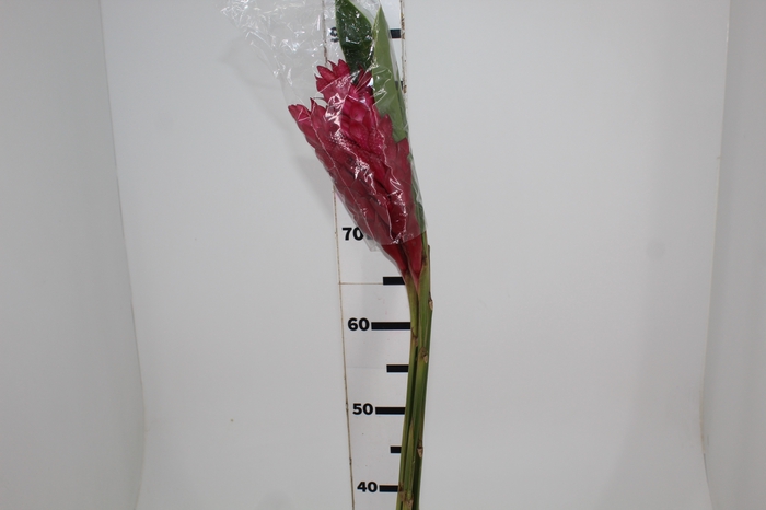 <h4>ALPINIA PURPURATA VERMELHA</h4>