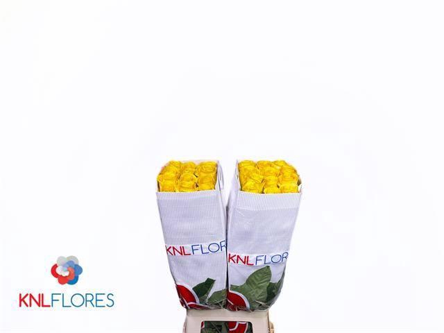 <h4>R Gr Brighton</h4>