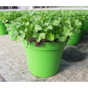 Petroselinum crispum