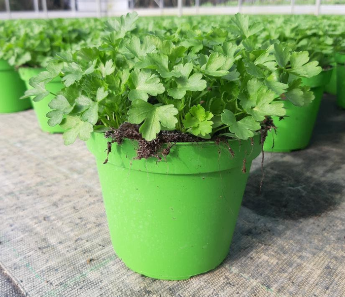 <h4>Petroselinum crispum</h4>