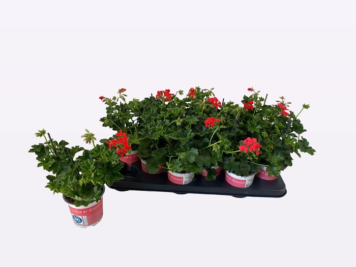 <h4>PEL PELT BALKON ROOD</h4>